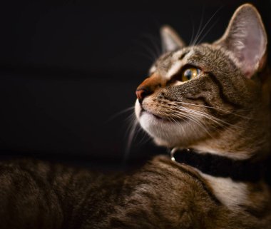 Karanlık Stüdyo Portresi bir kedinin portresi, sade anahtar