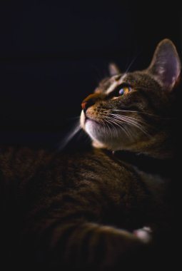 Karanlık Stüdyo Portresi bir kedinin portresi, sade anahtar