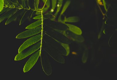 Mimosa Pudica 'nın proffesional Makro Fotoğrafları, ayrıca hassas bitki, uykulu bitki, aksiyon bitkisi olarak da bilinir.. 