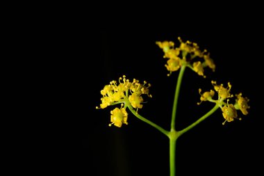 Proffesional Stüdyo Makro Teneke Sarı Dill çiçeklerinin yakın plan fotoğrafı