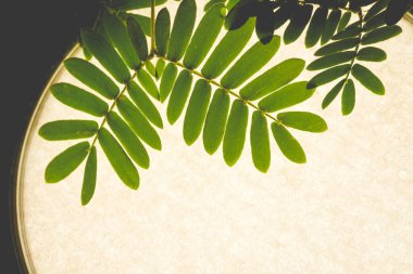 Mimosa Pudica 'nın proffesional Makro Fotoğrafları, ayrıca hassas bitki, uykulu bitki, aksiyon bitkisi olarak da bilinir.. 