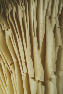 Ekstrem Makro Yenilebilir mantarların Kapat Detaylı doku 