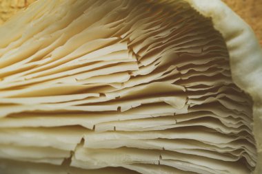 Ekstrem Makro Yenilebilir mantarların Kapat Detaylı doku 