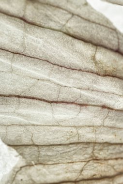 Sarımsak Derisinin Profesyonel Makro portresi