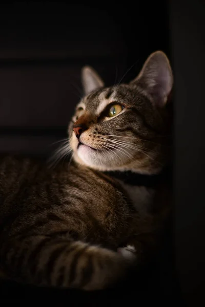 Dark Studio Portrait Cat Low Key — Stock Photo, Image