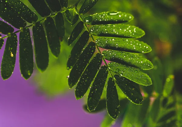 Mimosa Pudica Nın Proffesional Makro Fotoğrafları Ayrıca Hassas Bitki Uykulu — Stok fotoğraf