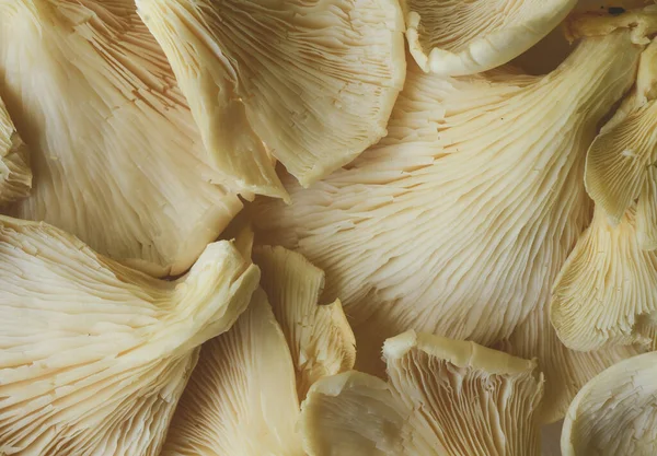 Draufsicht Auf Viele Essbare Pilze Makro Aus Nächster Nähe — Stockfoto