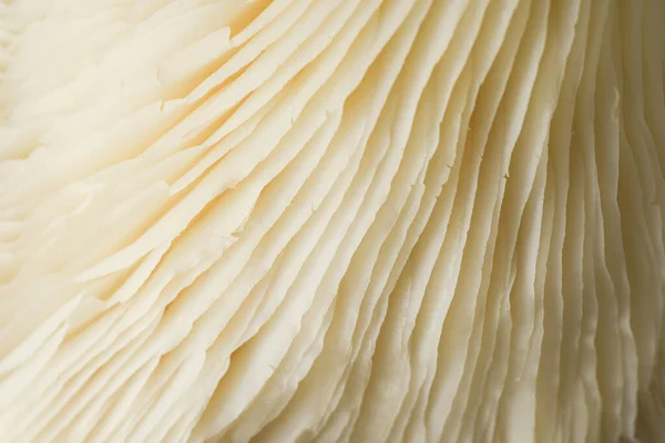 极端宏观食用菌的密闭细腻质感 — 图库照片