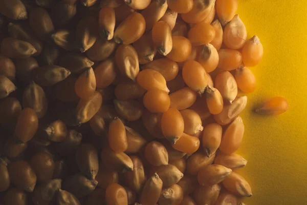 Organic Popcorn Kernels seeds macro portrait on yellow background