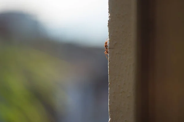 蚂蚁爬上墙壁的宏观特写 — 图库照片