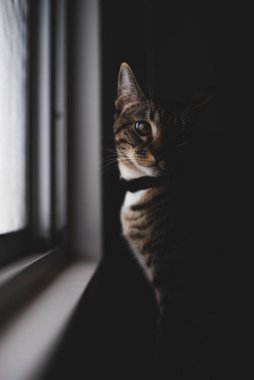 Seçici odak oynayan güzel bir kedi / kedinin portresini kapat