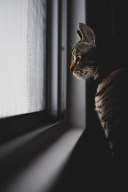 Pencereden bakan bir kedinin siluetinin portresi
