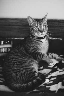 Yatağında uzanmış güzel bir kedi yavrusunun portresini yakından çek.