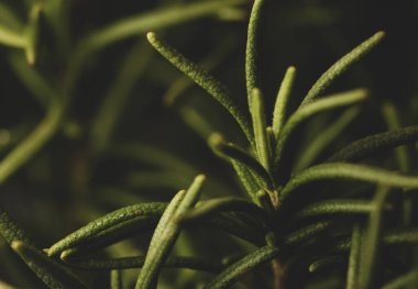 Makro biberiye bitkisi izinlerinin yakın portresi, stüdyo ışıkları, seçici odak