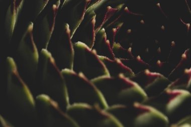 Soyut Makro, sulu bitki portresi, stüdyo ışıklandırması, seçici odak