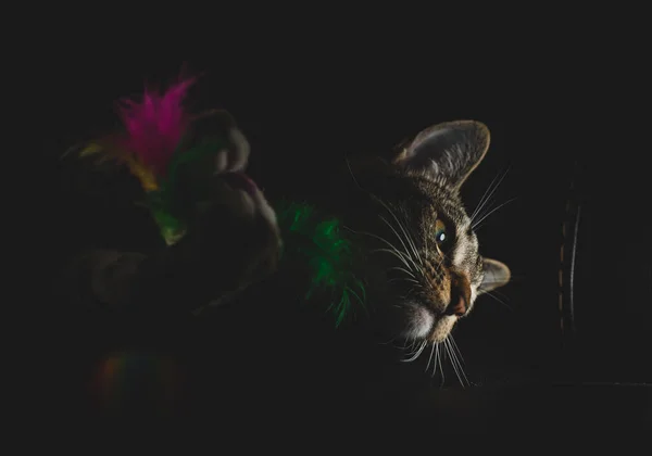 Close Portrait Beautiful Kitten Cat Playing Selective Focus — Stock Photo, Image