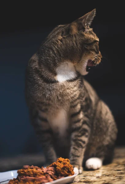 Close Portrait Kitten Eating Having Dinner — Stock Photo, Image