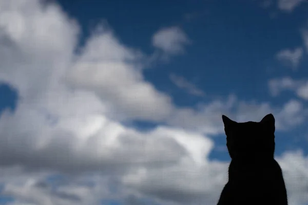 Retrato Silhueta Gato Olhando Pela Janela — Fotografia de Stock