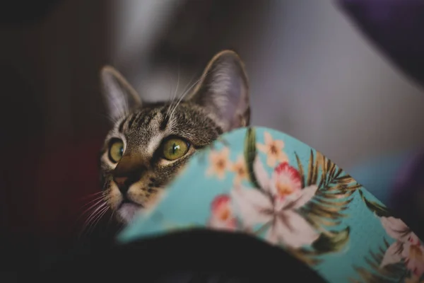 Close Portrait Pretty Kitten — Stock Photo, Image