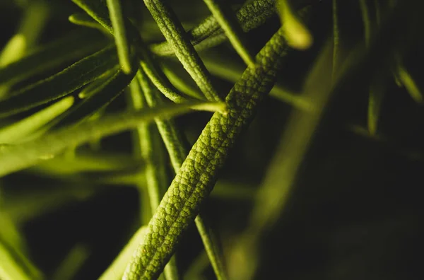 Makro Biberiye Bitkisi Izinlerinin Yakın Portresi Stüdyo Işıkları Seçici Odak — Stok fotoğraf