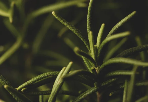 Macro Close Portrait Rosemary Plant Leave Studio Lighting Selective Focus — Stock Photo, Image