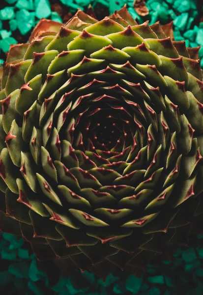 肉质植物宏观特写 工作室照明 选择性聚焦 — 图库照片