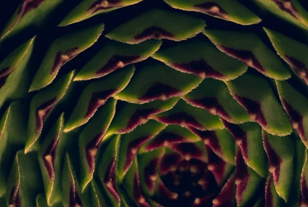 Аннотация Macro Close Portrait Succulent Plant Studio Lighting Selective Focus — стоковое фото