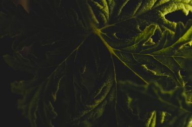 Makro Citronella bitki izninin portresi, stüdyo ışıklandırması, seçici odak