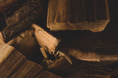 Dry Palo Azul ya da Cyclolepis genistoides ağacının makrosu, seçici odak noktası