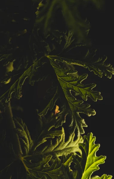 Makro Citronella Bitki Izninin Portresi Stüdyo Işıklandırması Seçici Odak — Stok fotoğraf