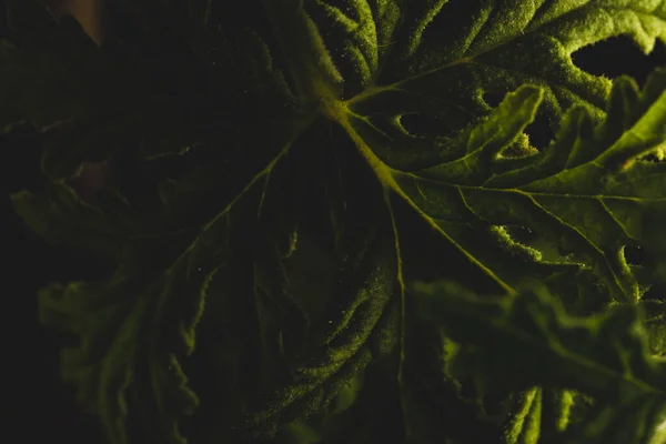 Macro Close Portrait Citronella Plant Leave Studio Lighting Selective Focus — Stock Photo, Image