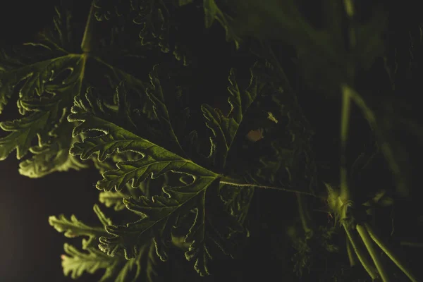 Μακρο Γκρο Γκρο Πλαν Πορτρέτο Της Citronella Άδεια Φυτών Φωτισμός — Φωτογραφία Αρχείου