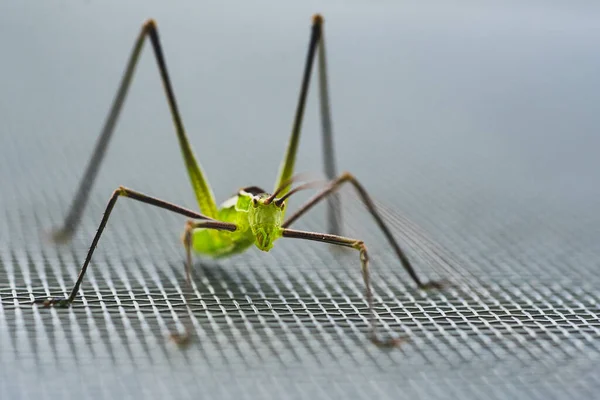 Makro Nahaufnahme Einer Grünen Grille Selektiver Fokus — Stockfoto