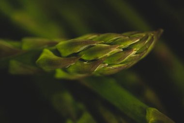 Makro kuşkonmaz, stüdyo ışıklandırması seçici odak
