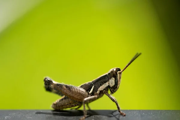 Macro Close Colorful Mexican Grasshopper Details Selective Focus — Stock Photo, Image