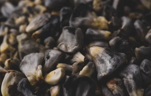 Makro Nahaufnahme Des Essbaren Huitlacoche Mais Pilzes Traditionelles Mexikanisches Gericht — Stockfoto