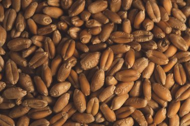 Organik buğday tohumlarına yakın makro, seçici odaklanma