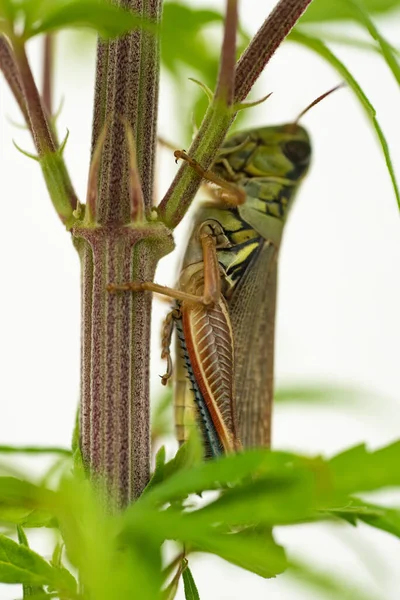 Macro Close Colorful Mexican Grasshopper Details Selective Focus — Stock Photo, Image