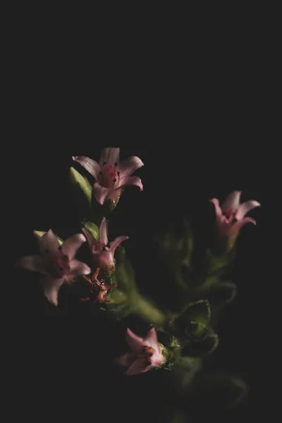 多肉植物ピンクの花のマクロクローズ 選択的フォーカス — ストック写真
