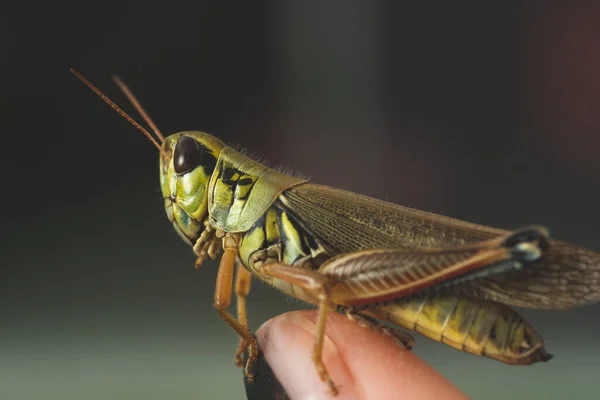 Macro Close Colorful Mexican Grasshopper Details Selective Focus — Stock Photo, Image