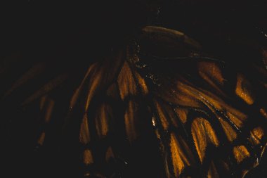 kelebek kanatlarının makrosu, seçici odaklanma