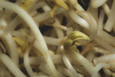 Soya filizi Makro, yakın çekim, seçici odaklanma