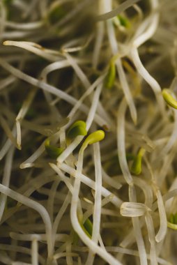Alfalfa filizi Makro, yakın çekim, seçici odaklanma