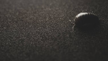 Woodlouse insect macro close up, selective focus clipart