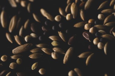 Karışık Kuş tohumları makroyu kapat, seçici odak