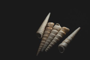 Screw cone shaped sea shell macro close up, selective focus clipart