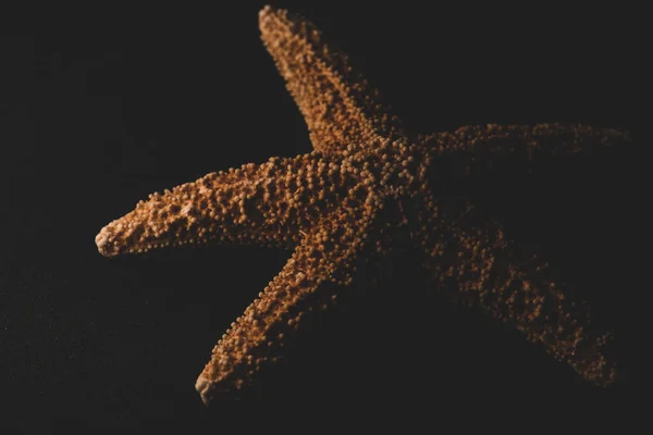 Морская Звезда Макро Крупным Планом Избирательный Фокус — стоковое фото