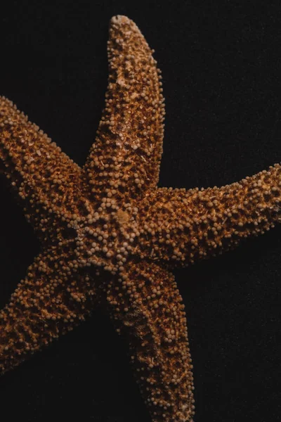 Starfish Makro Närbild Selektivt Fokus — Stockfoto