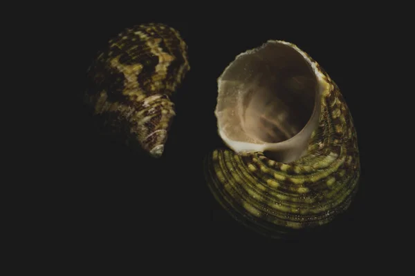 Turban Shell Macro Close Foco Seletivo — Fotografia de Stock