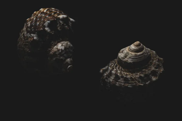 Ślimak Morze Skorupa Makro Zbliżenie Selektywny Ostrość — Zdjęcie stockowe